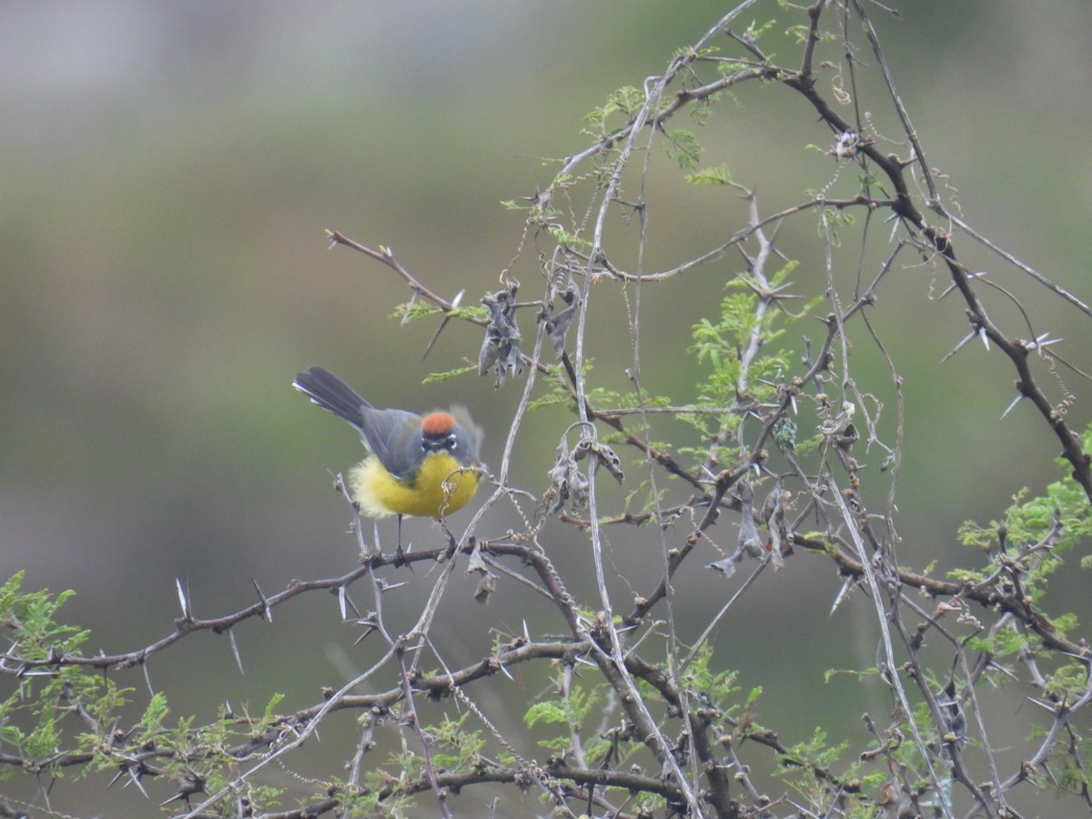 Brown-capped Redstart - Lucia Lettieri