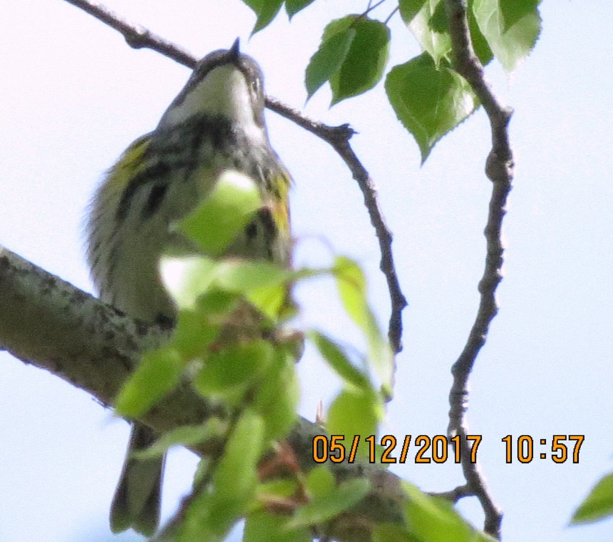 Kronenwaldsänger (coronata) - ML57827221