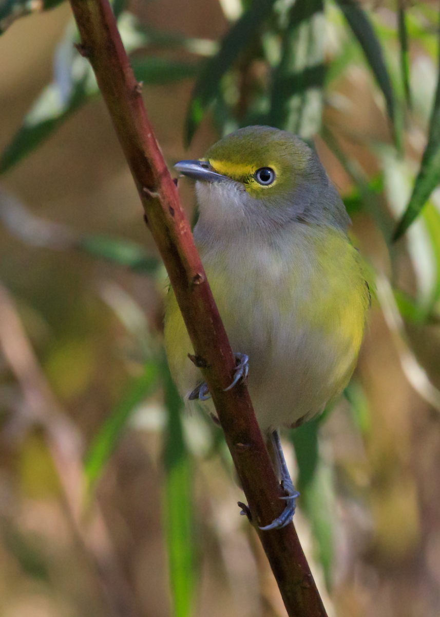 White-eyed Vireo - Chris Caprette