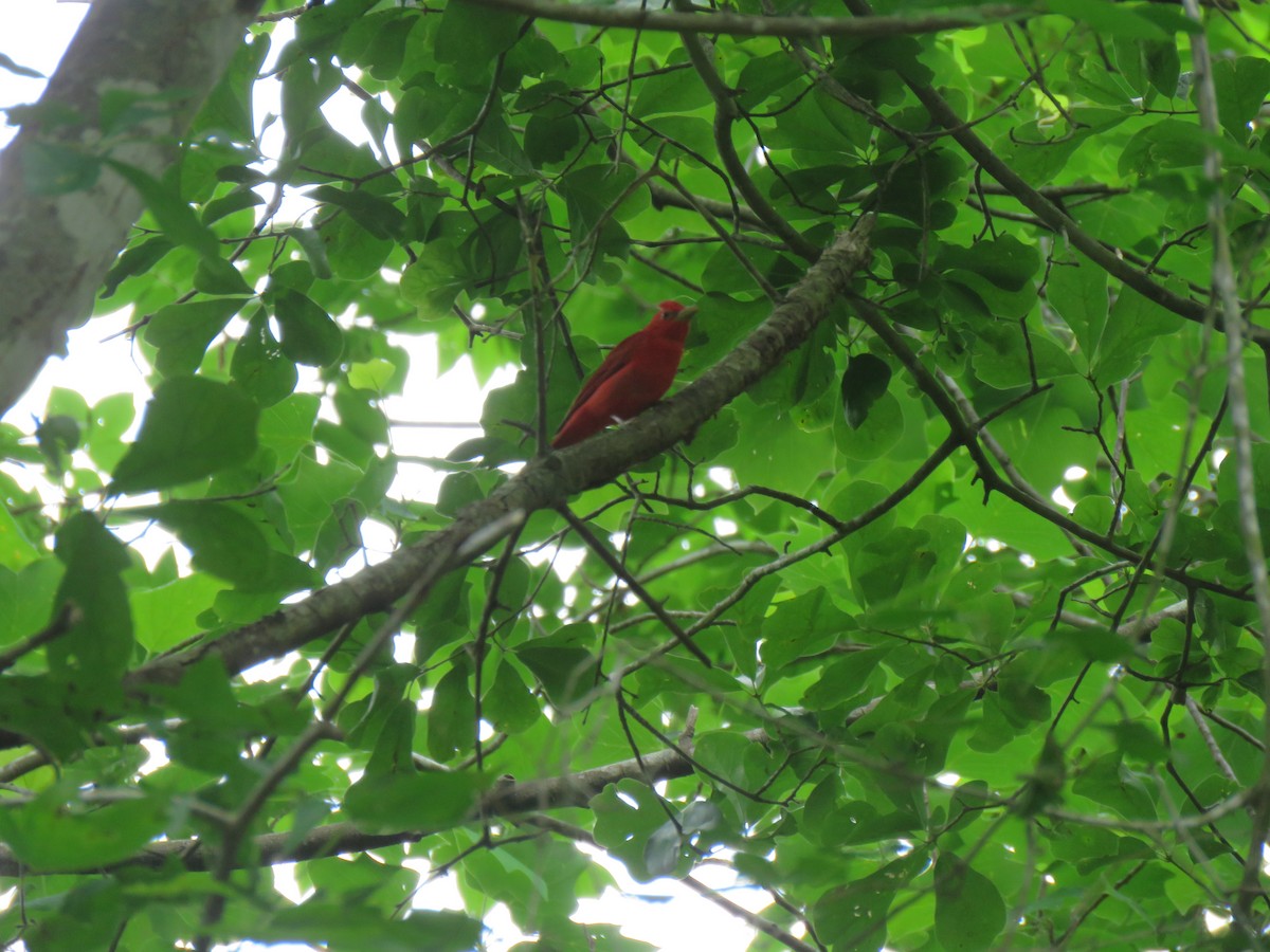 Summer Tanager - Jean Ells