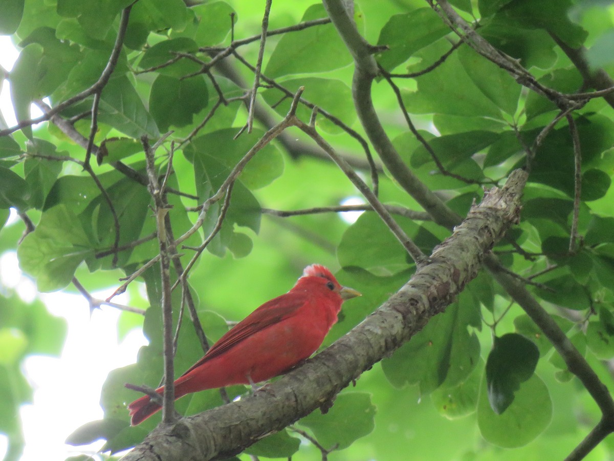 Summer Tanager - ML578272401