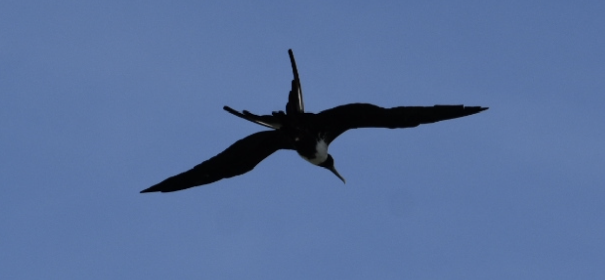 Magnificent Frigatebird - Varick Cowell