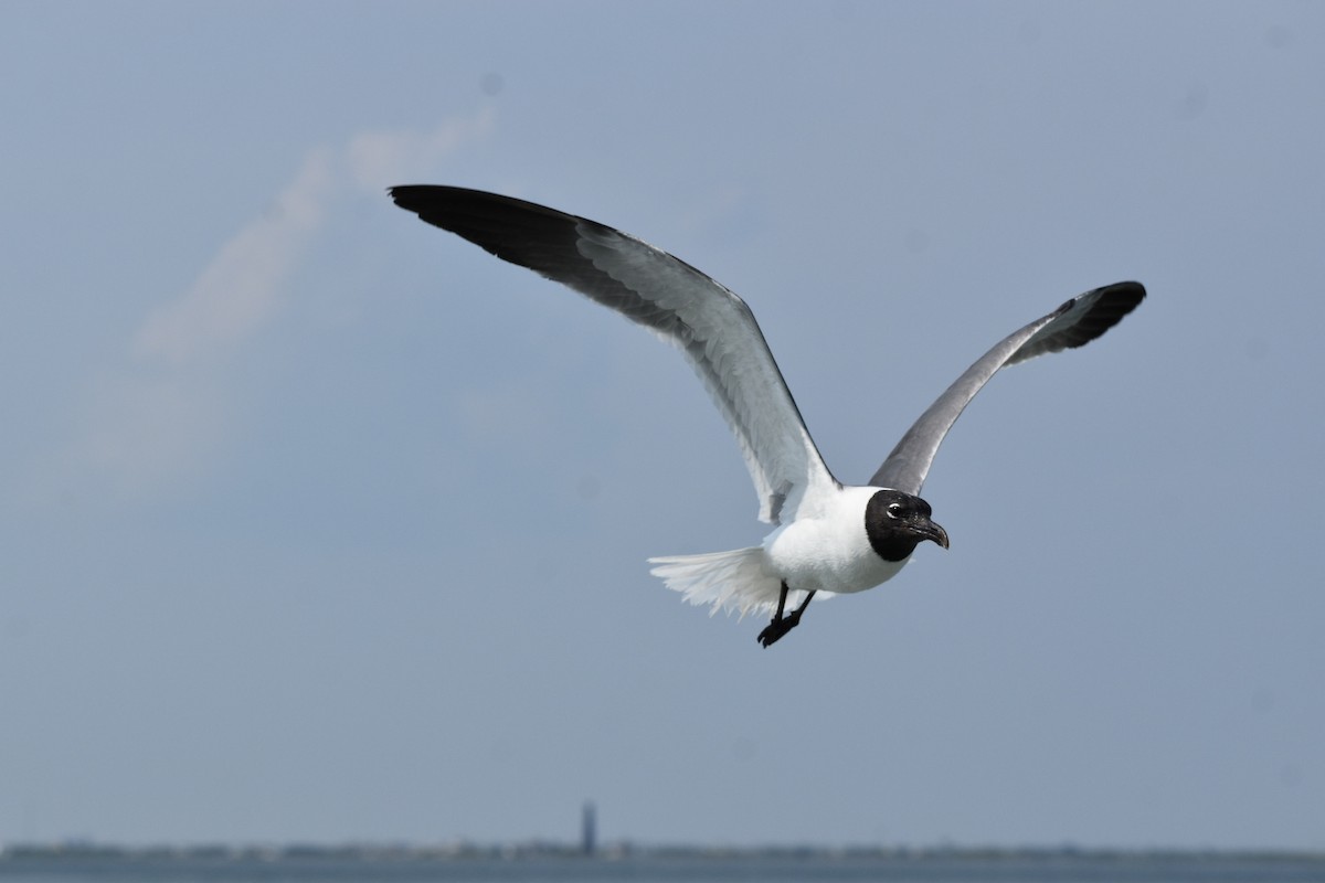 Laughing Gull - ML578272741