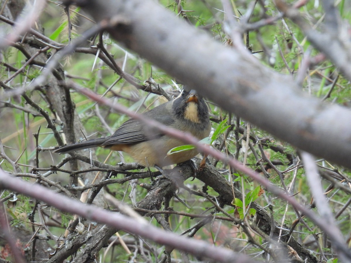 Golden-billed Saltator - Lucia Lettieri