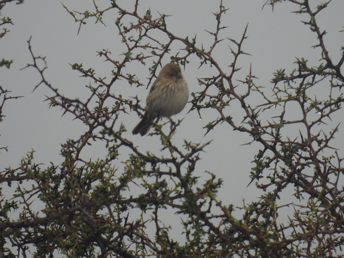 Grassland Yellow-Finch - ML578274561