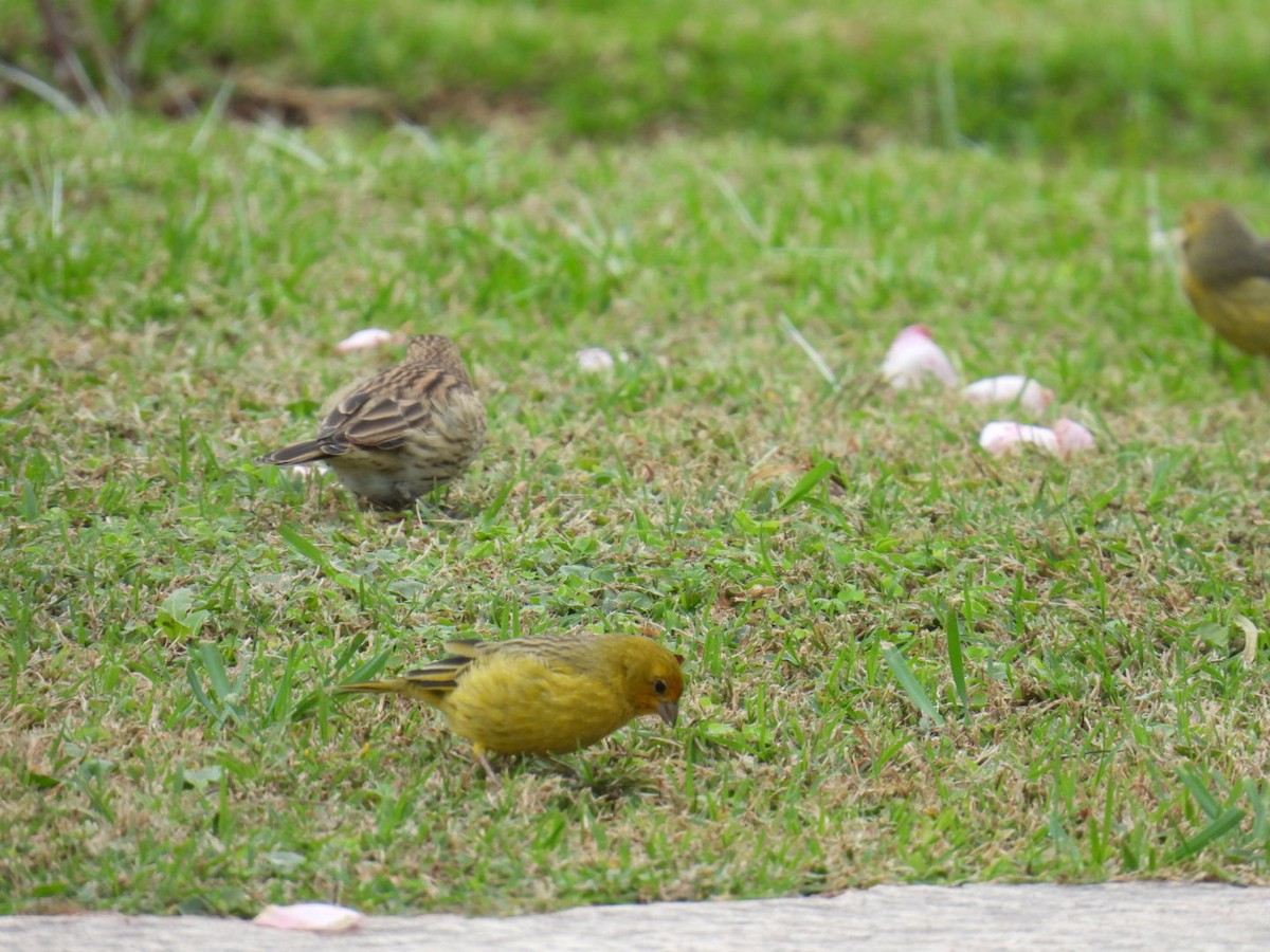 Grassland Yellow-Finch - ML578274571