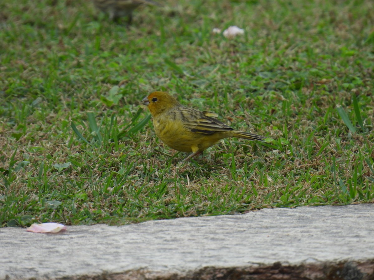 Grassland Yellow-Finch - ML578274581