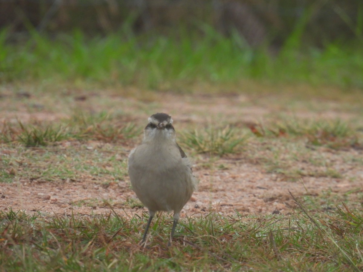 Chalk-browed Mockingbird - ML578274781