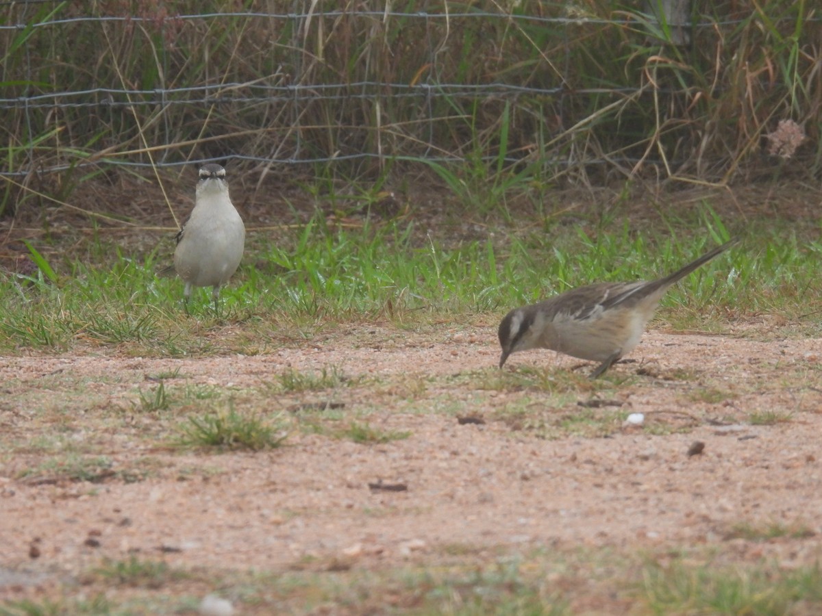 Chalk-browed Mockingbird - Lucia Lettieri