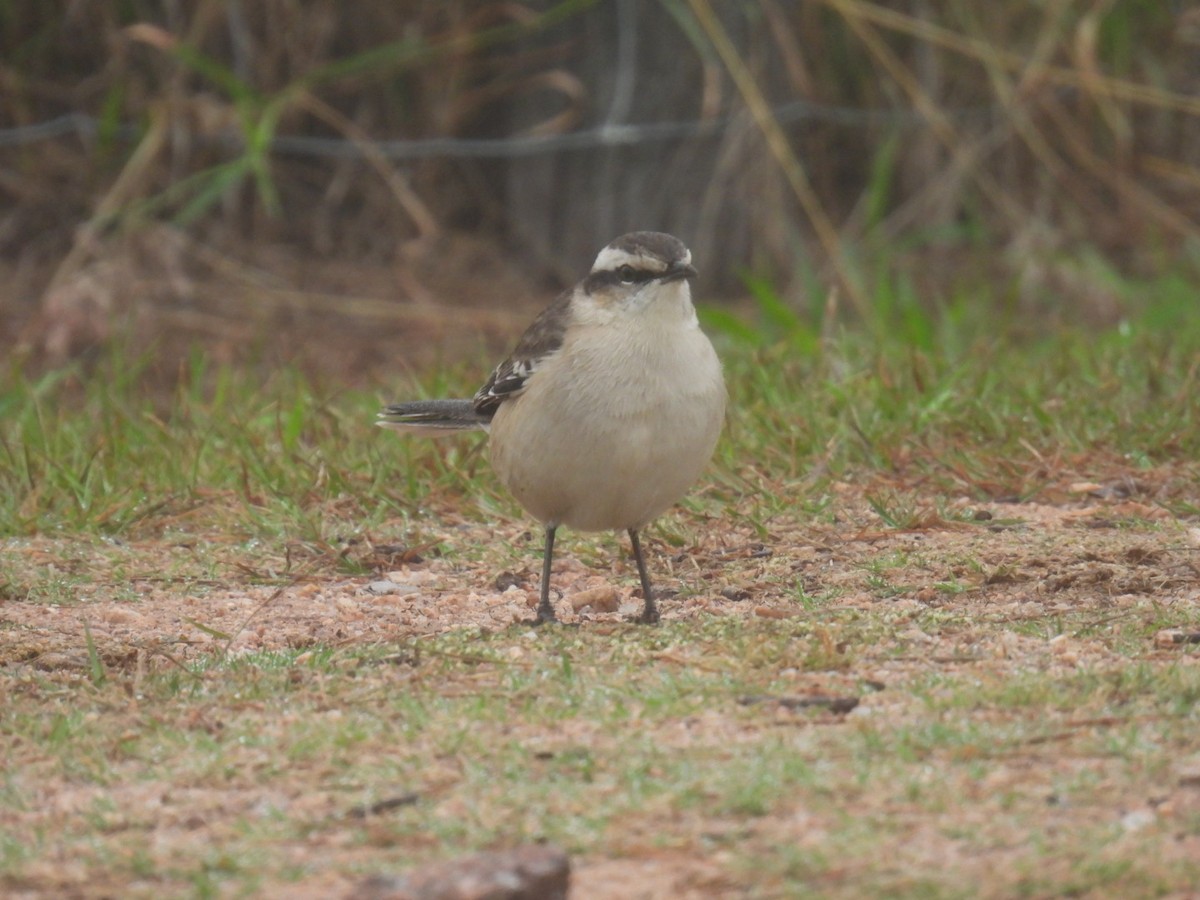 Chalk-browed Mockingbird - Lucia Lettieri