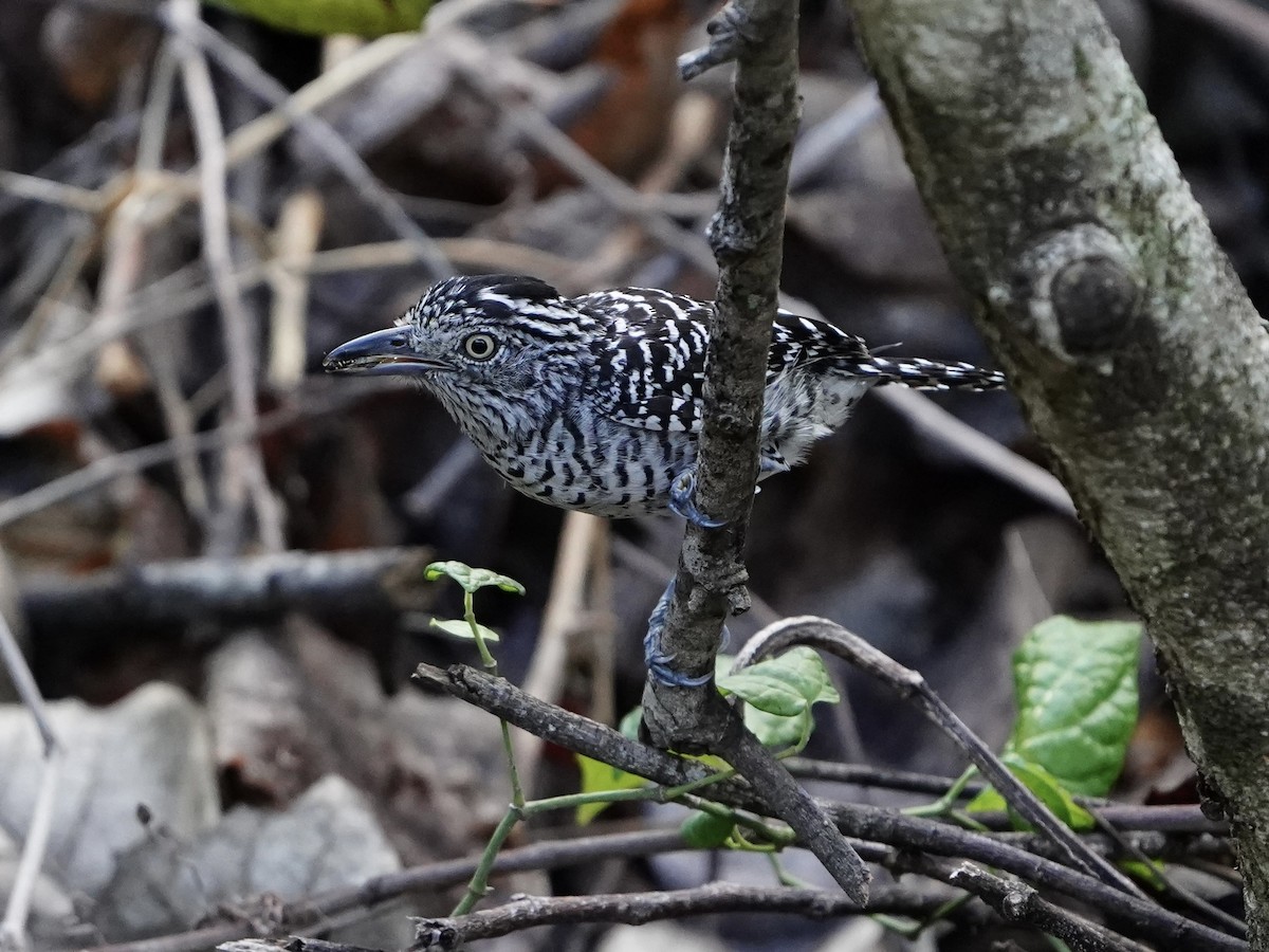 Barred Antshrike - ML578275851