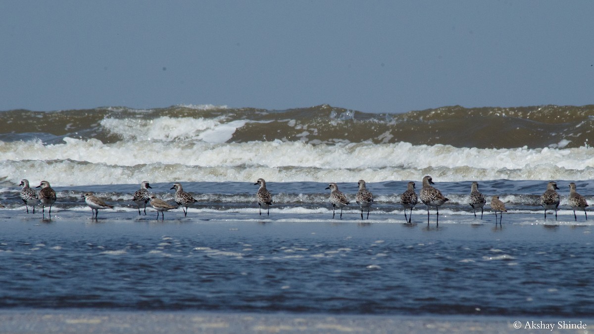 Black-bellied Plover - ML57827601