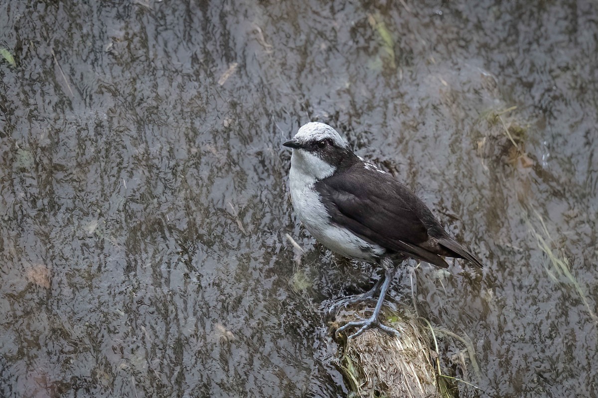 White-capped Dipper - ML578277031