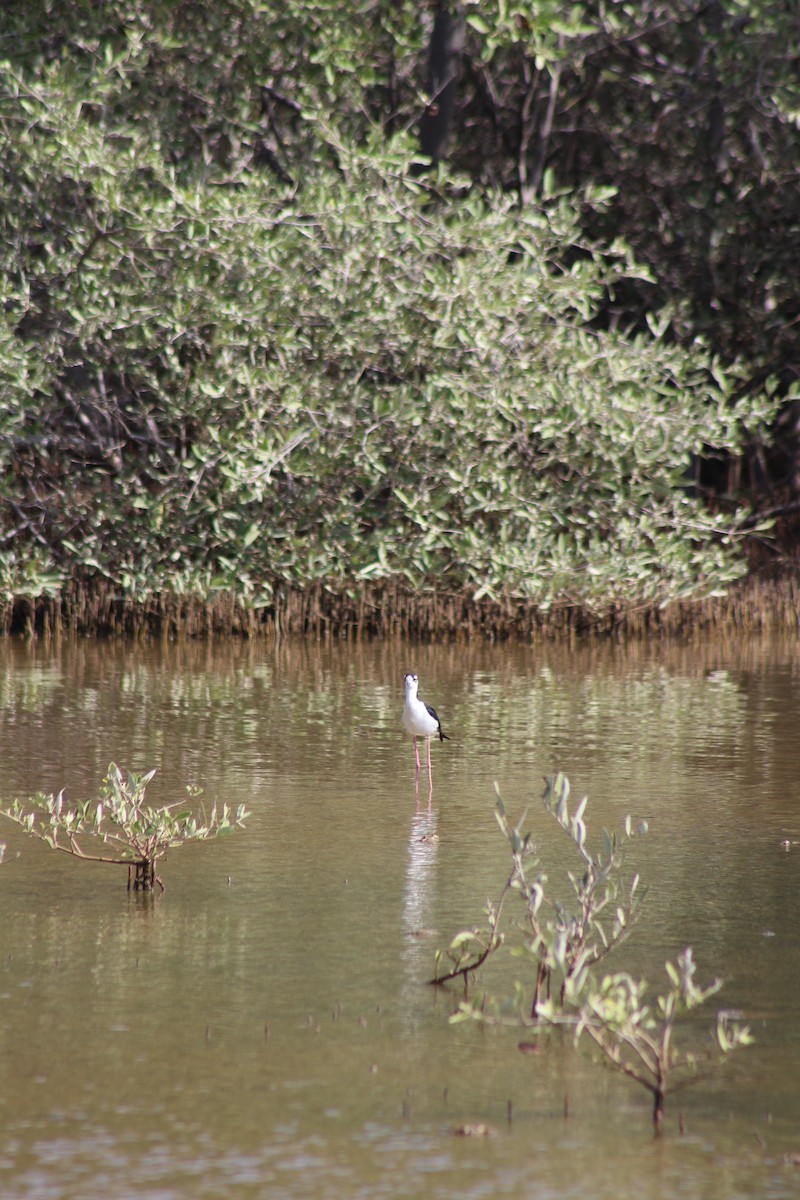 Cigüeñuela Cuellinegra - ML578278201