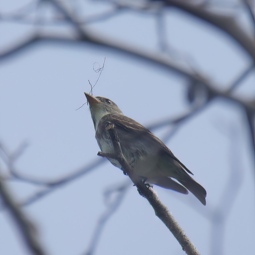 Olive-sided Flycatcher - ML578278251