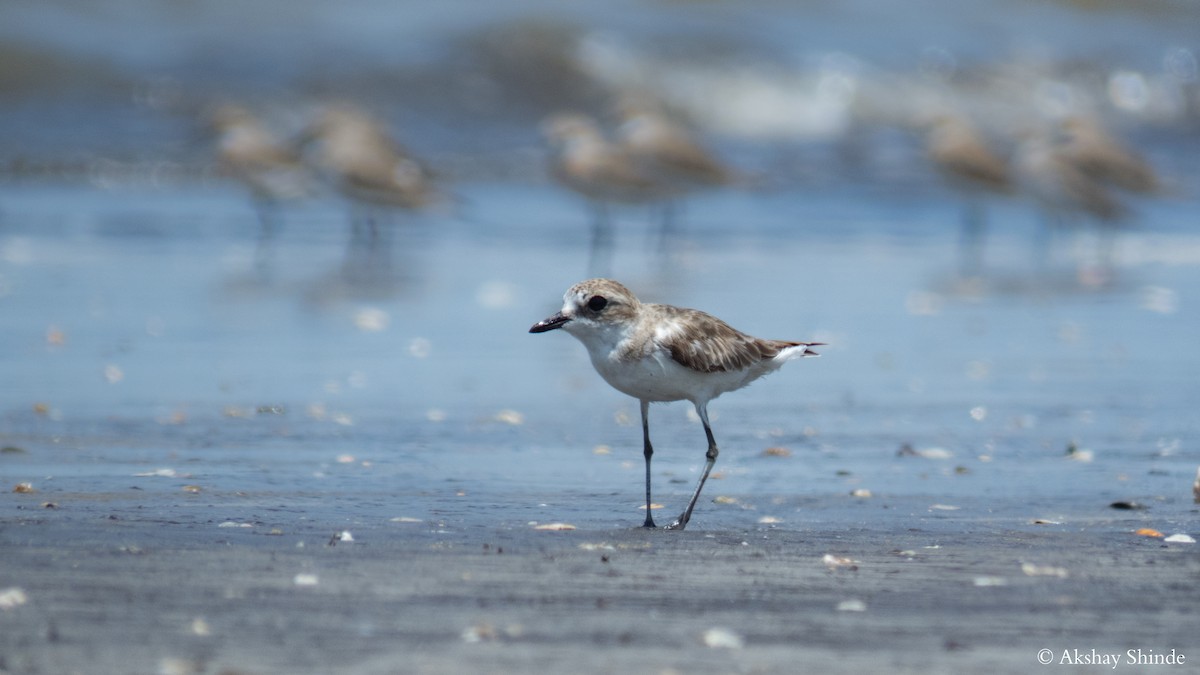 Kentish Plover - ML57827881