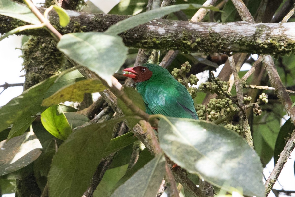 Grass-green Tanager - ML578279431