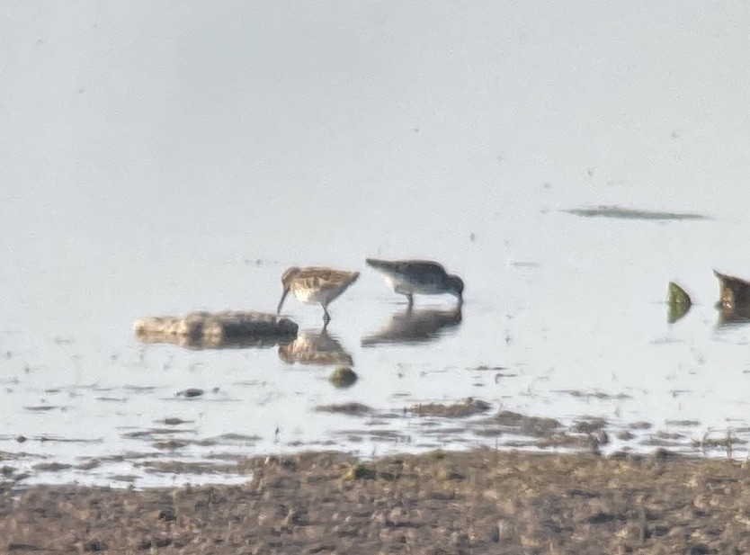 Broad-billed Sandpiper - ML578279661