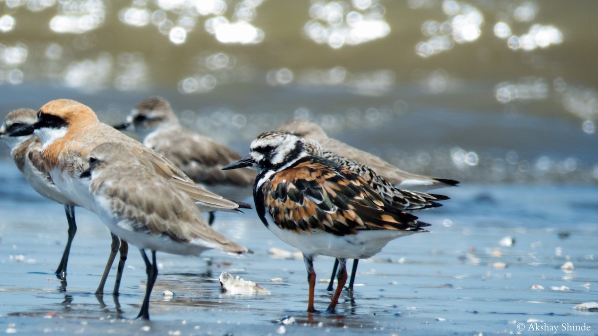 Ruddy Turnstone - ML57828061