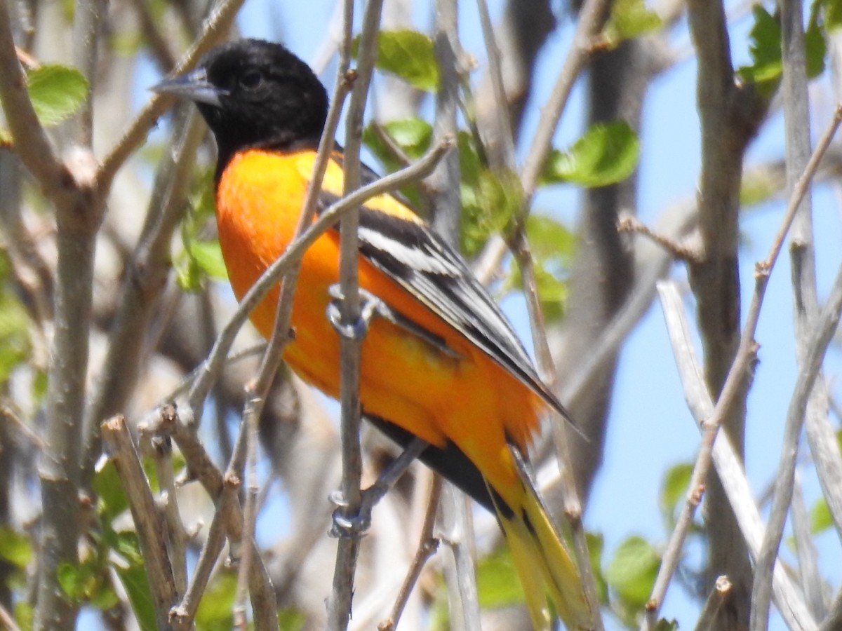 Baltimore Oriole - Daron Patterson