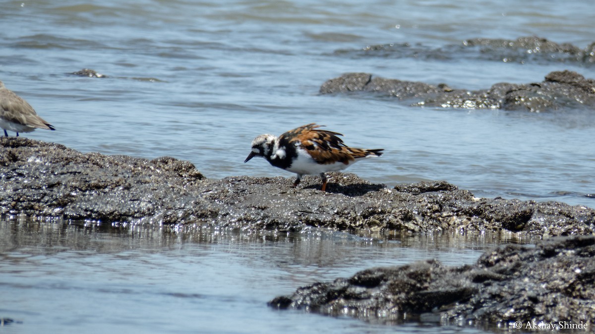 Ruddy Turnstone - ML57828101