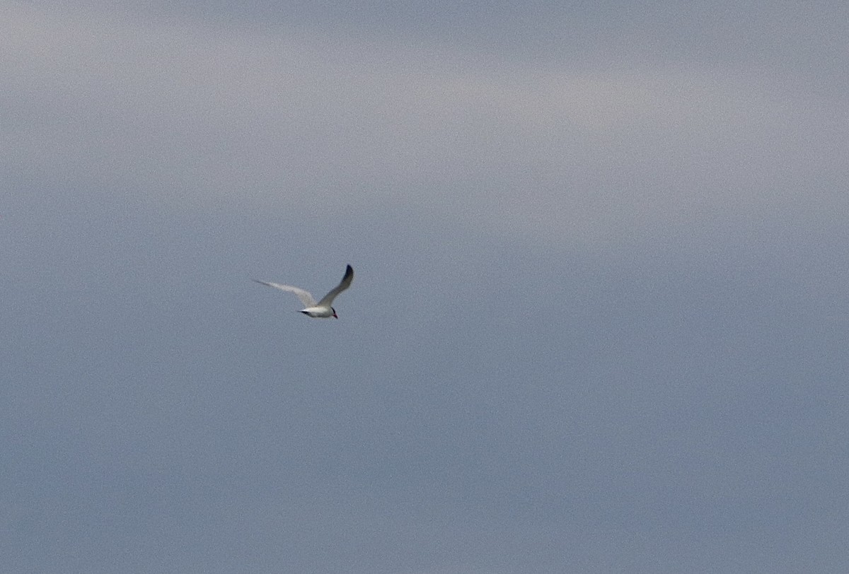 Caspian Tern - ML578281121