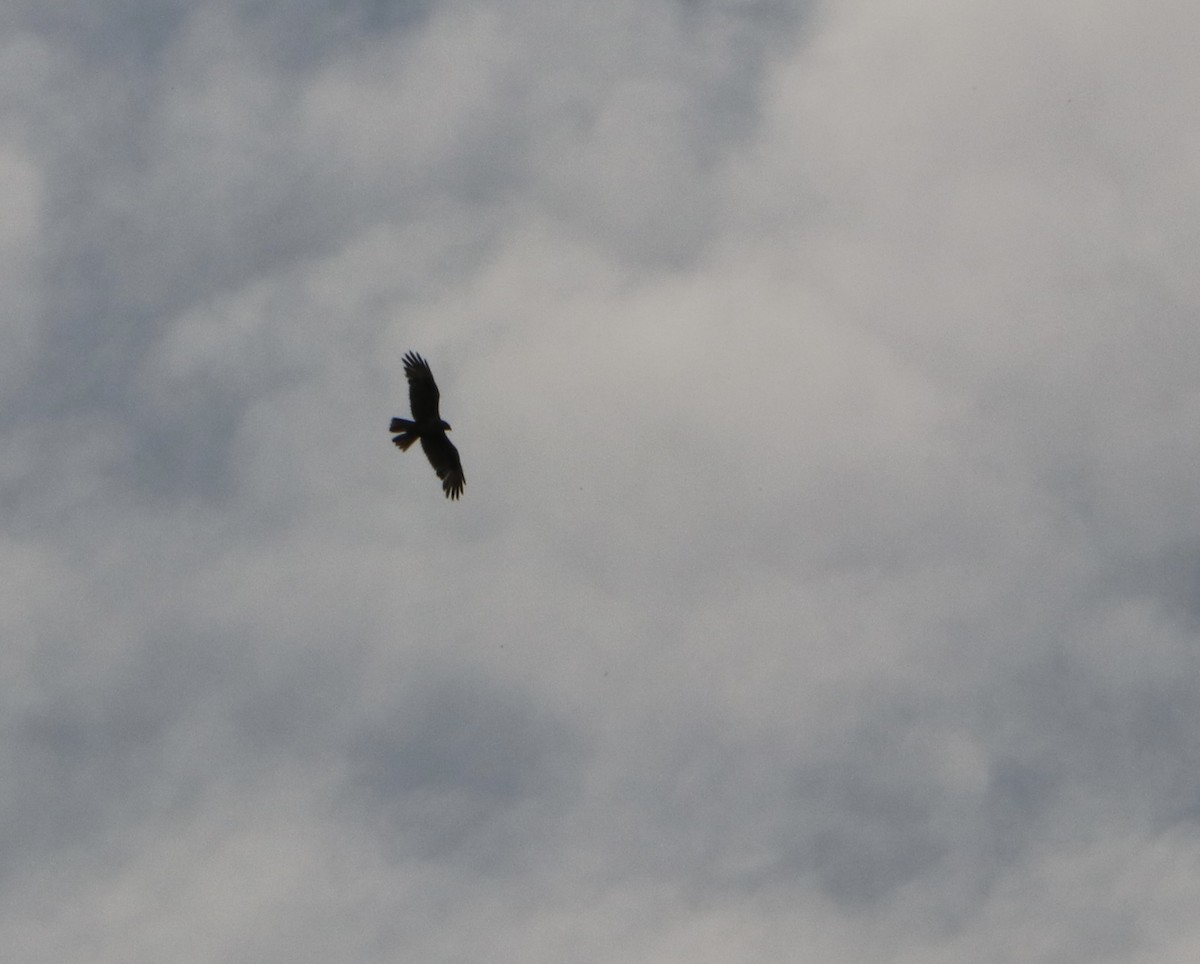 European Honey-buzzard - ML578281171