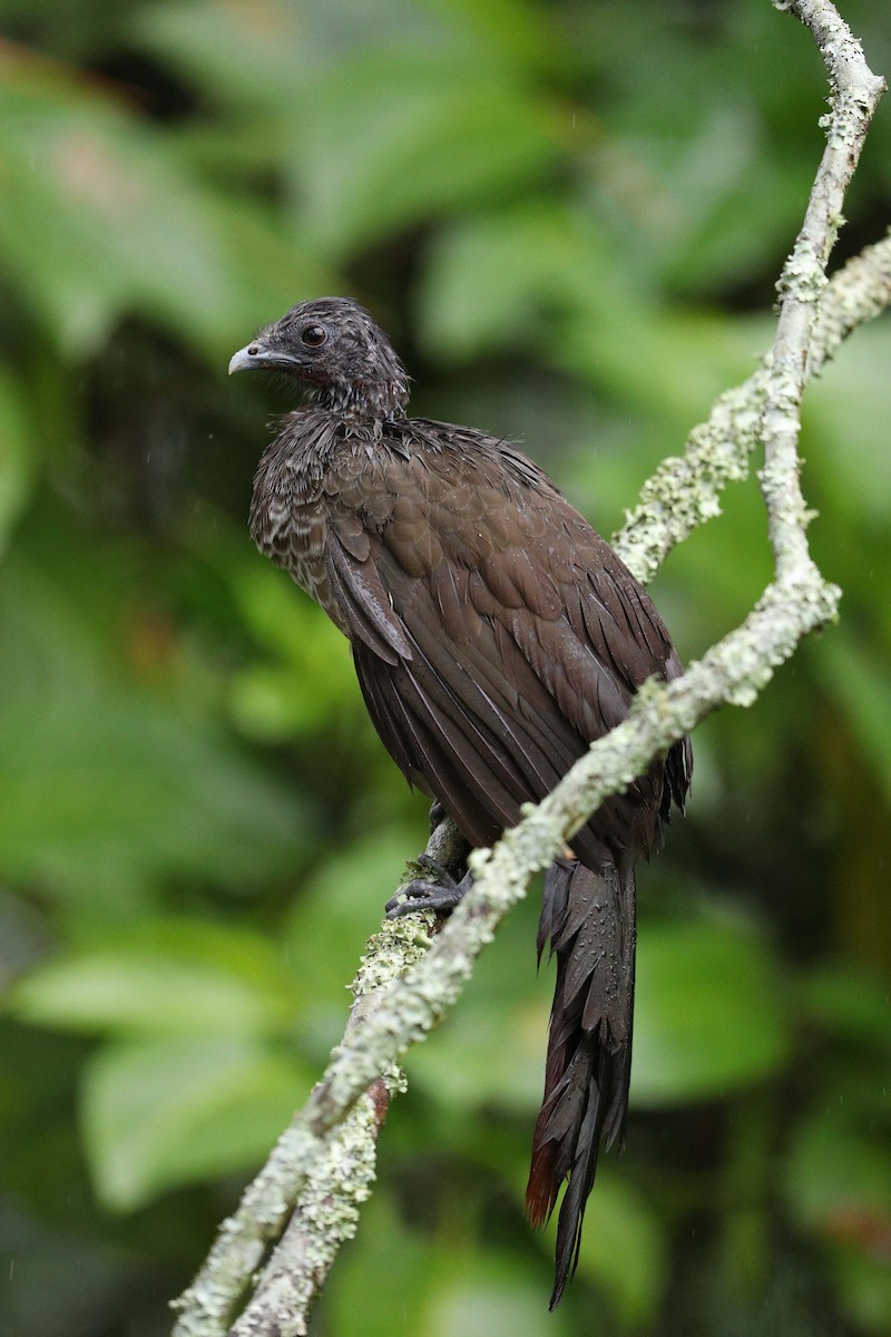 Andean Guan - ML578281831