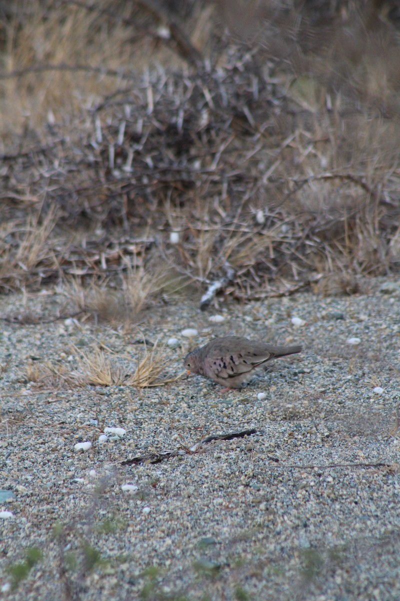 Common Ground Dove - ML578282161