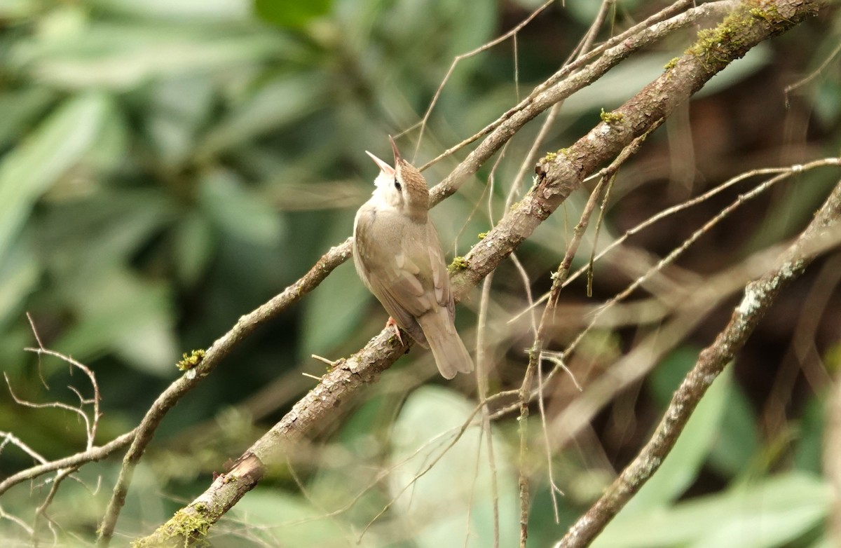 Swainson's Warbler - ML578282321