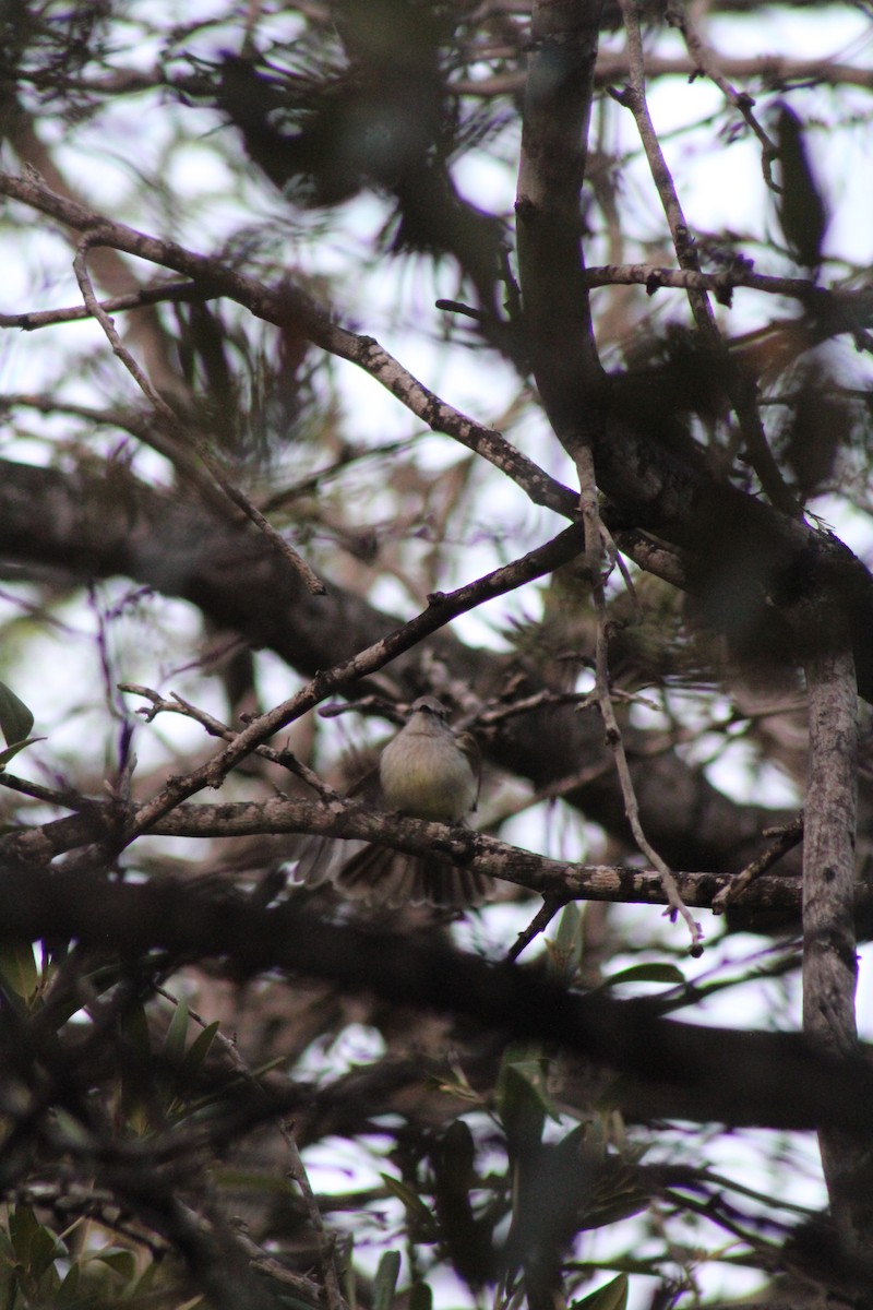 Northern Scrub-Flycatcher - ML578283001