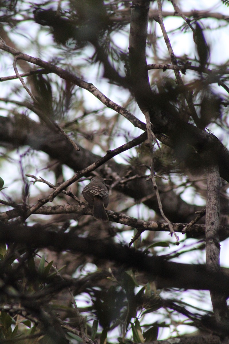 Northern Scrub-Flycatcher - ML578283011