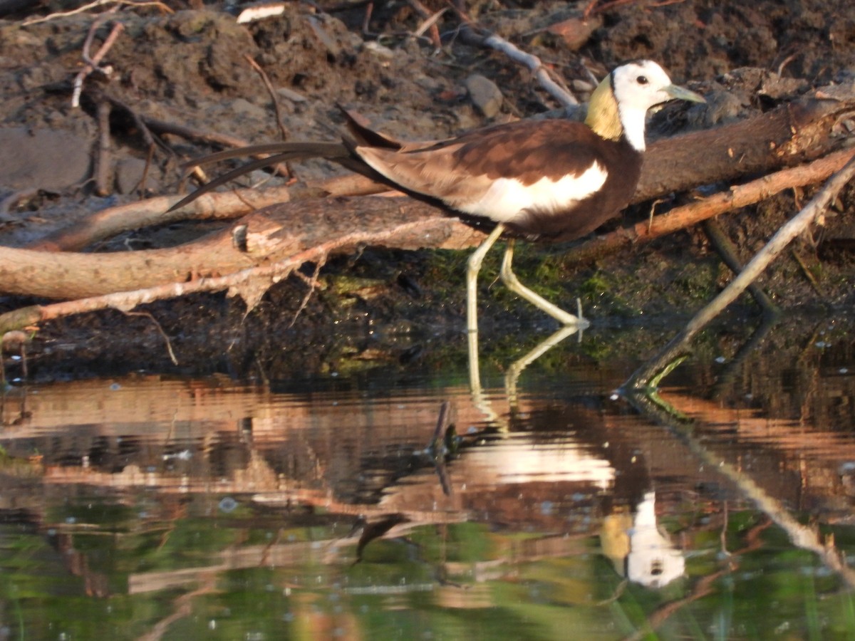 Pheasant-tailed Jacana - 尤 俊華