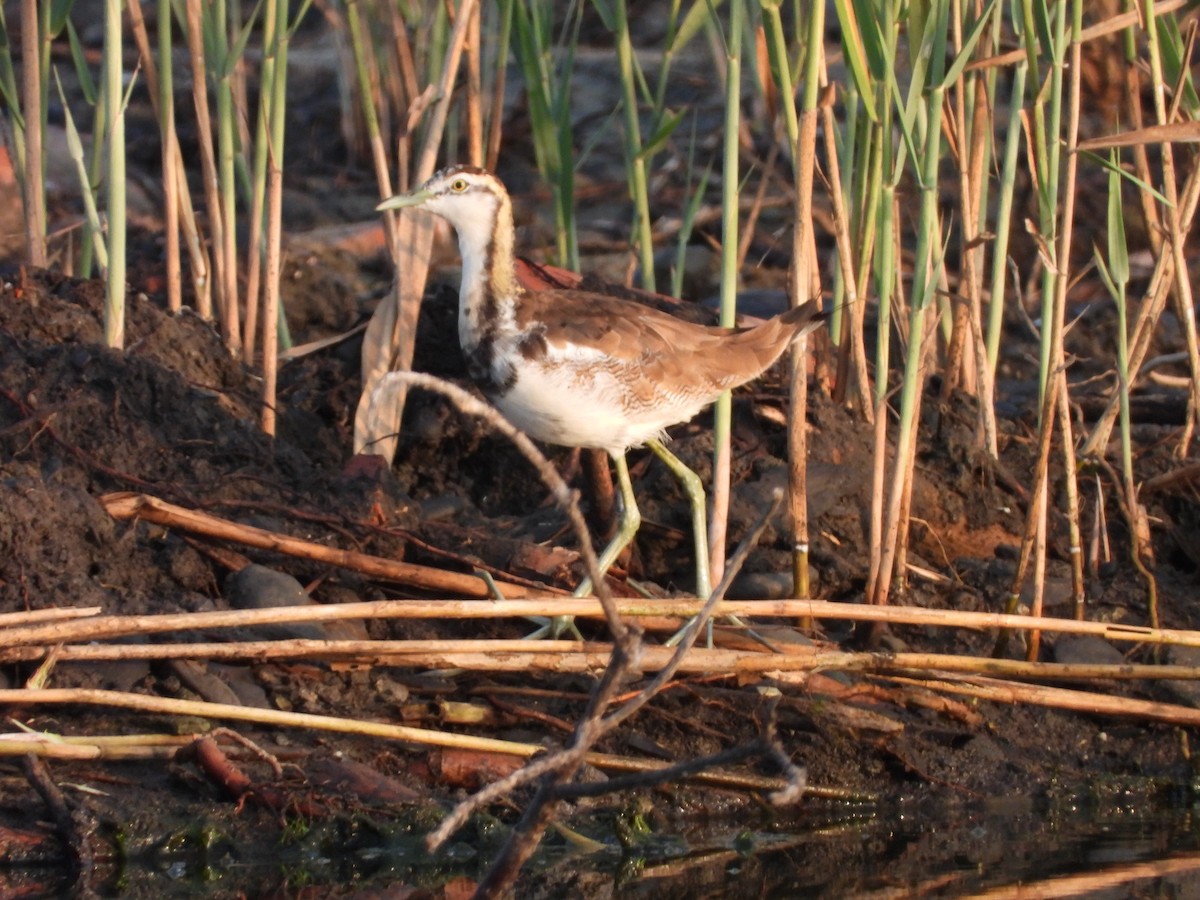 Pheasant-tailed Jacana - 尤 俊華