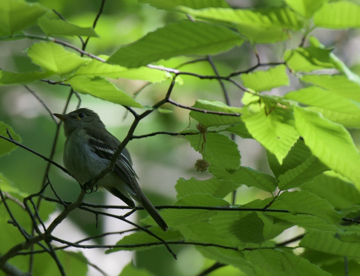 Acadian Flycatcher - ML578284791