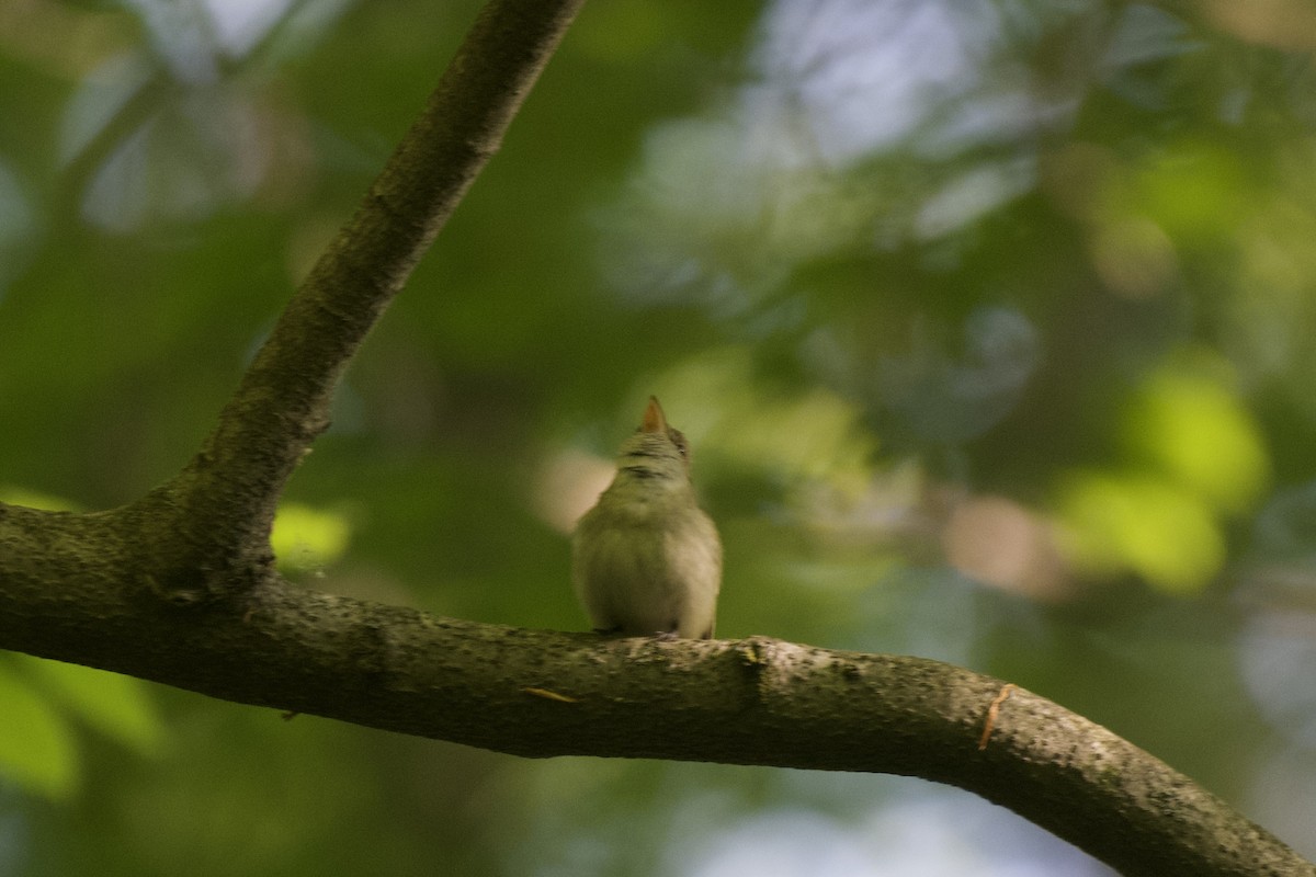 Acadian Flycatcher - ML578284801