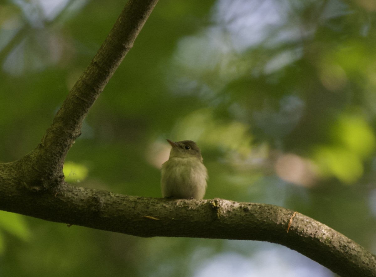 Acadian Flycatcher - ML578284811