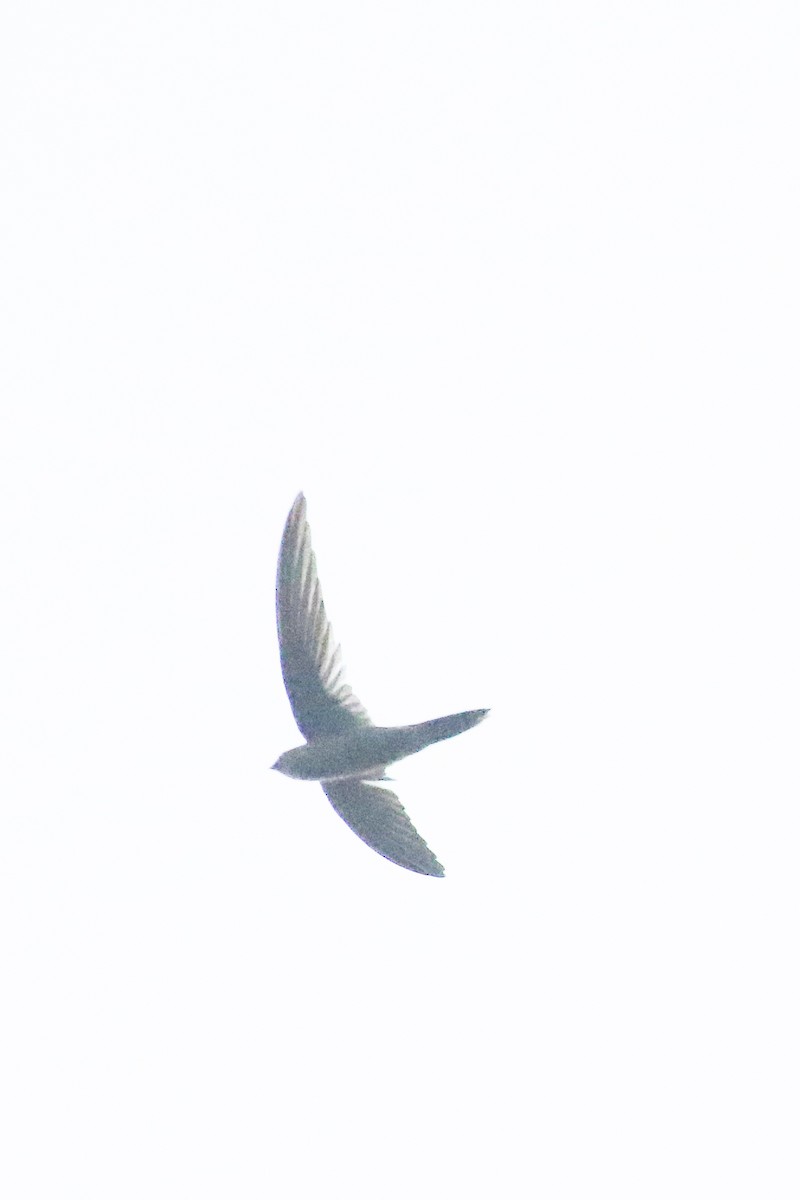 Germain's Swiftlet - ML578285251