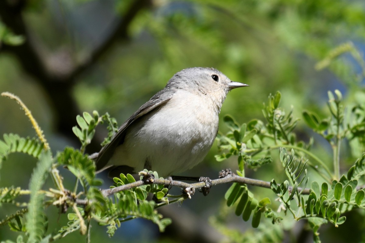 Lucy's Warbler - ML578285331