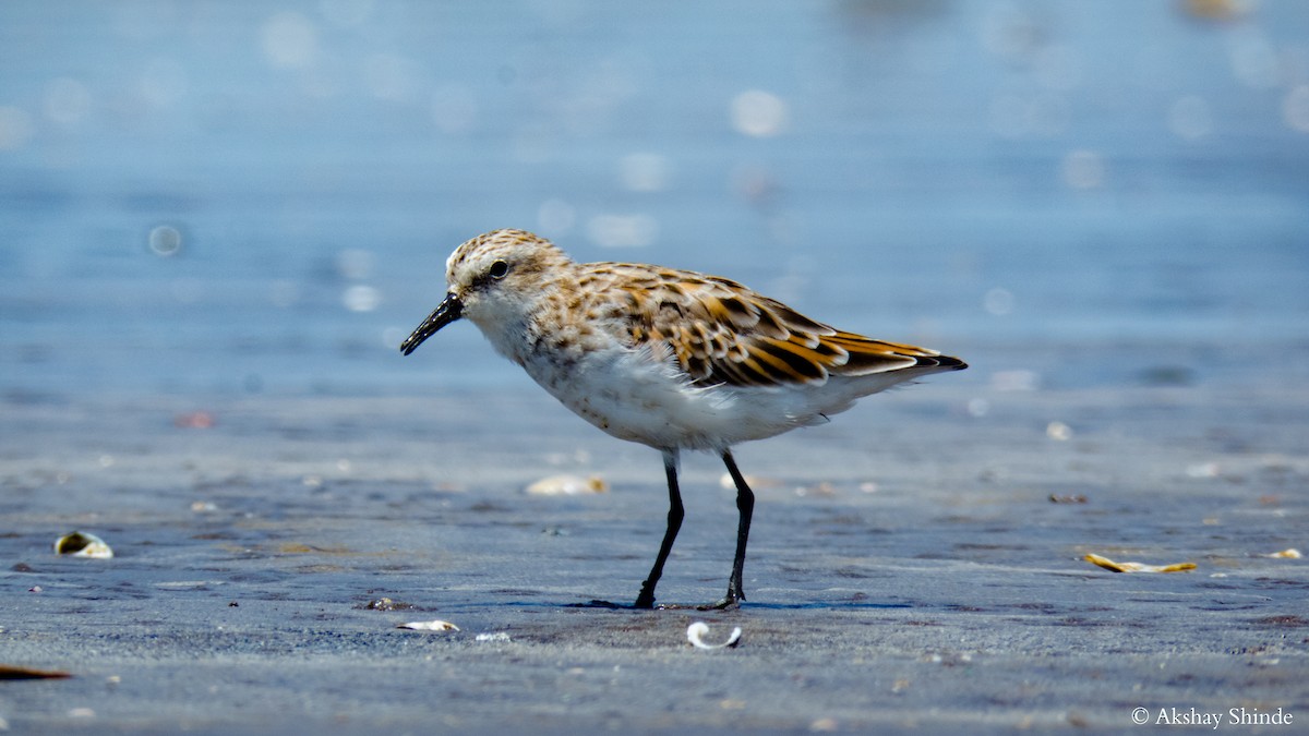 Little Stint - Akshay Shinde