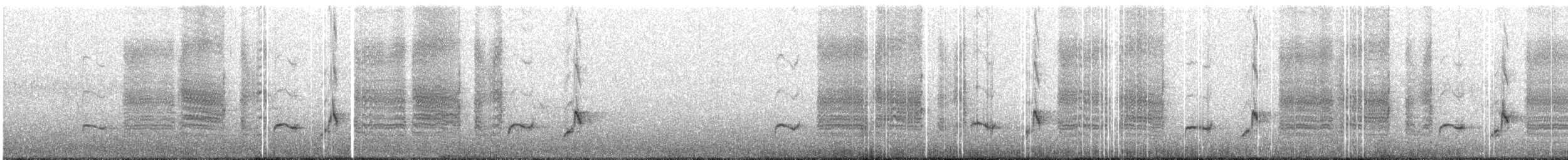 svartryggvarsler (collaris gr.) - ML578286361