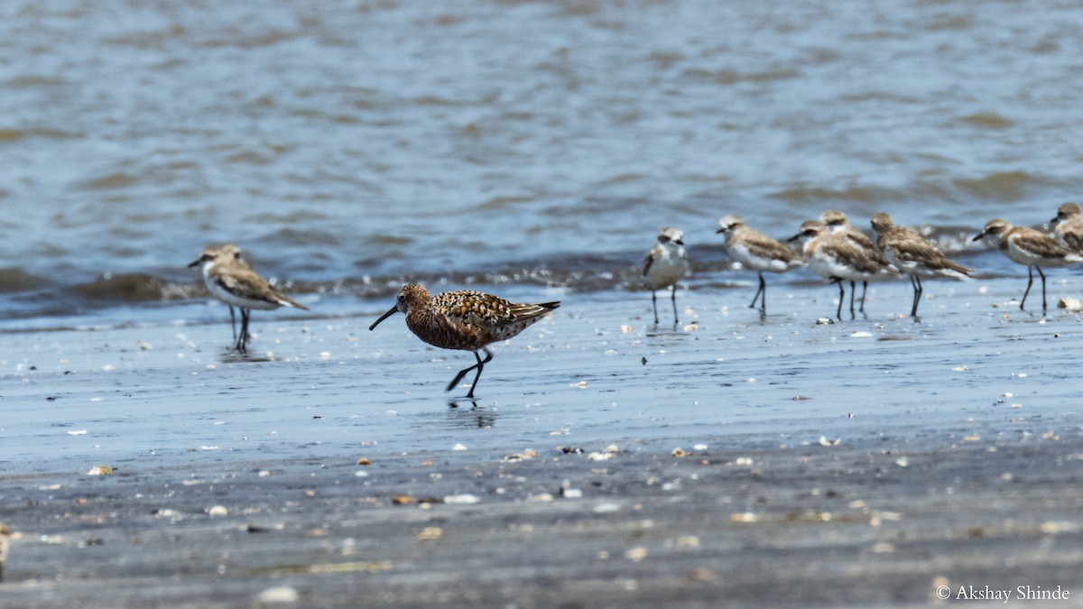 Curlew Sandpiper - ML57828711