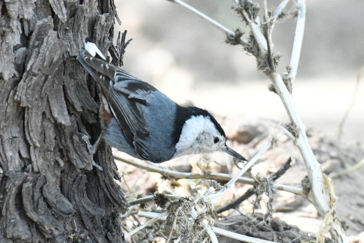 White-breasted Nuthatch (Interior West) - ML578287251