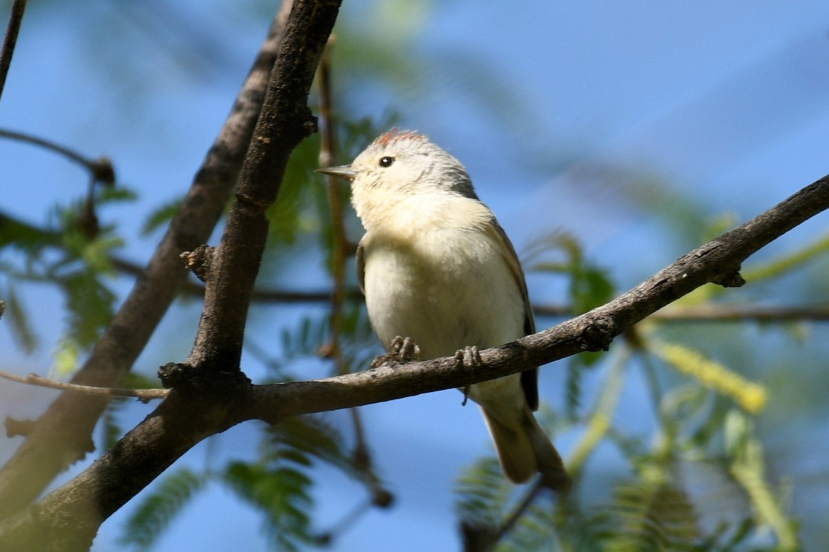 Lucy's Warbler - ML578287501