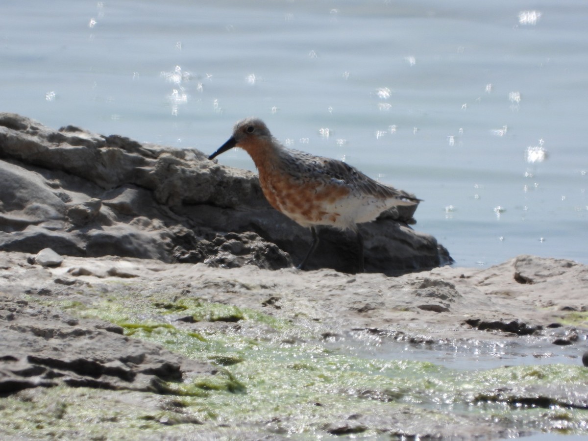 Red Knot - ML578287661