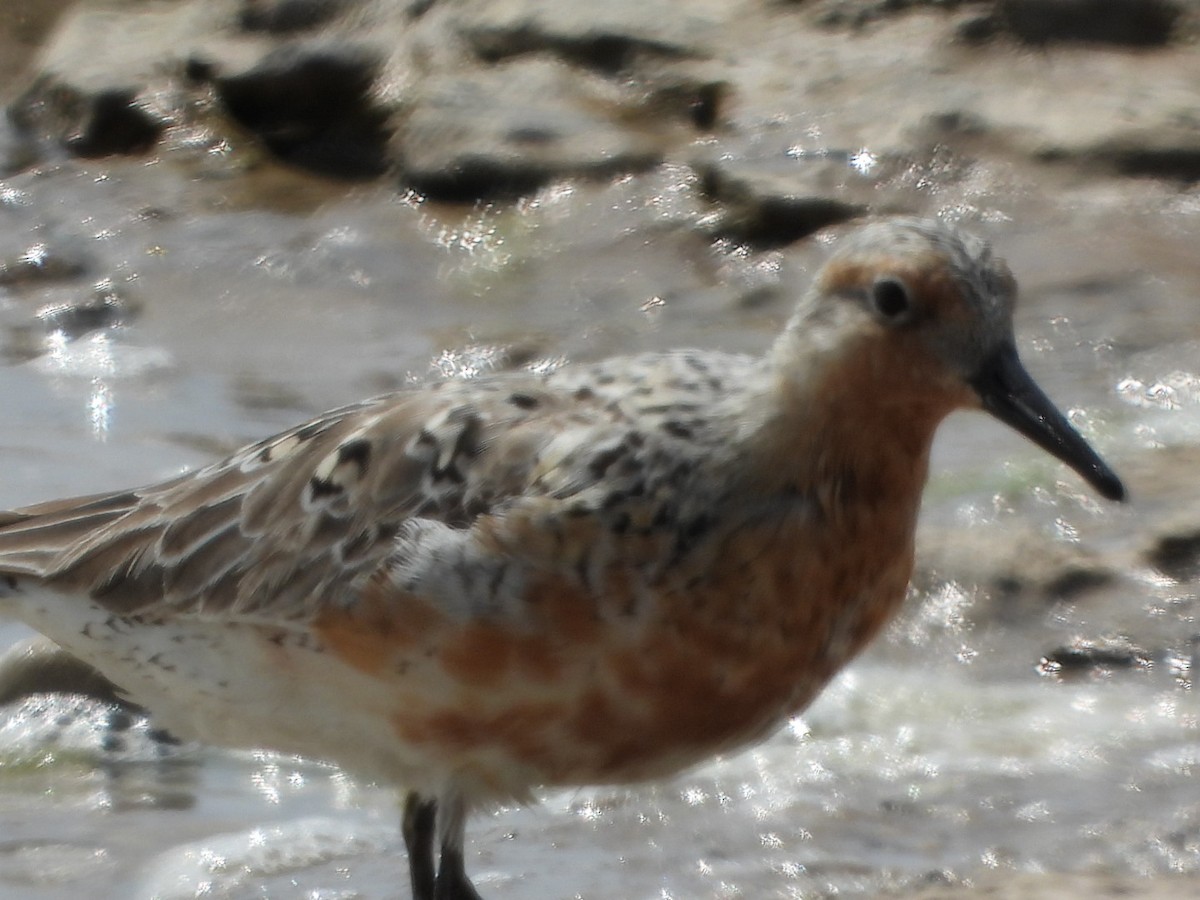 Red Knot - ML578288081