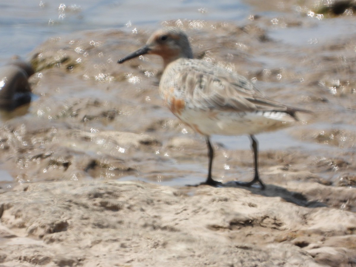 Red Knot - ML578288091