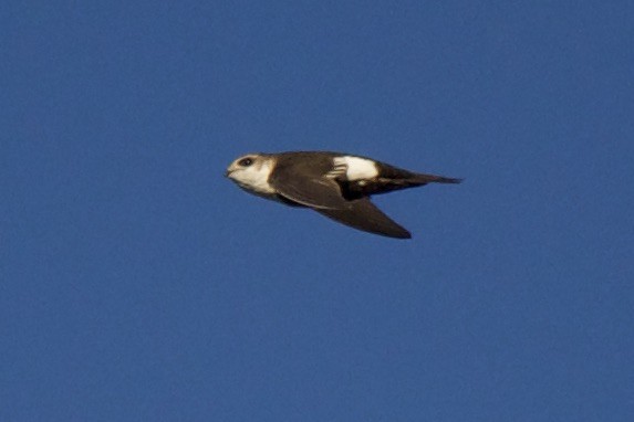 White-throated Swift - ML578288241