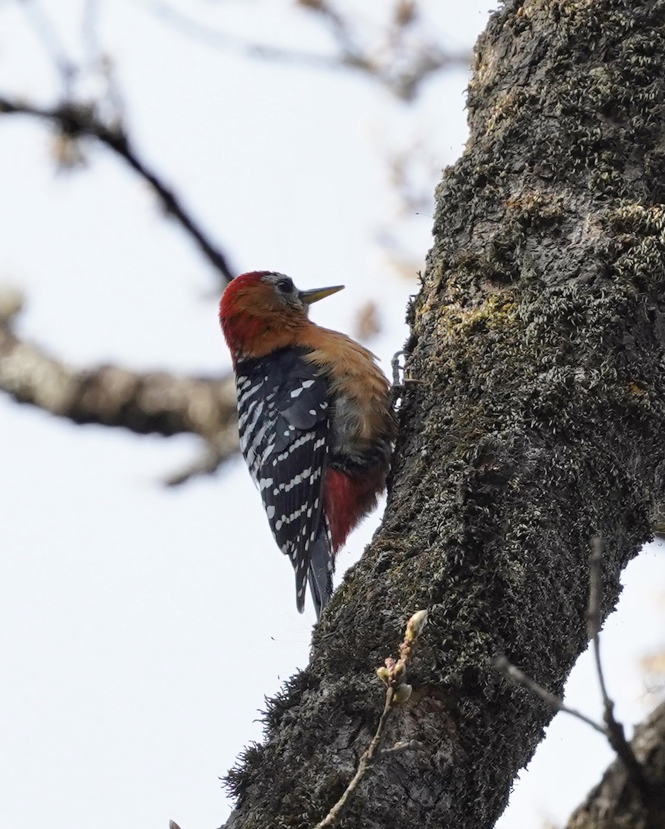 Rufous-bellied Woodpecker - Daniel Winzeler