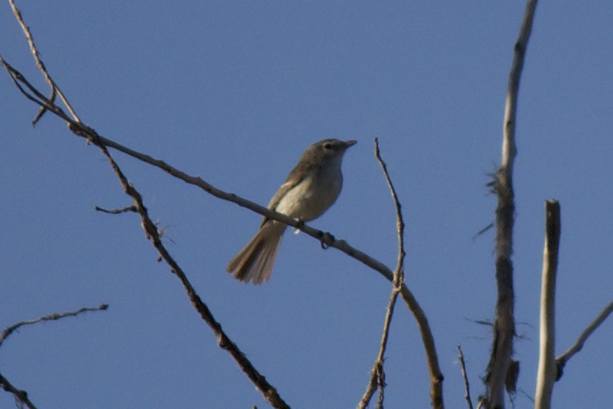 Bell's Vireo - ML578289851